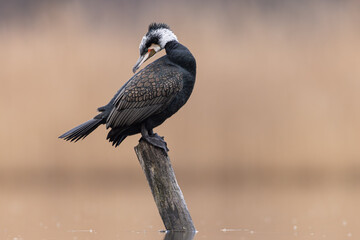 cormorant water bird black