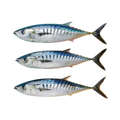 Three fish swimming in water with Transparent Background