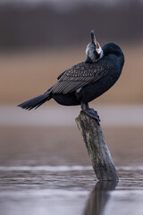 cormorant water bird black