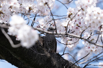 桜の花とヒヨドリ