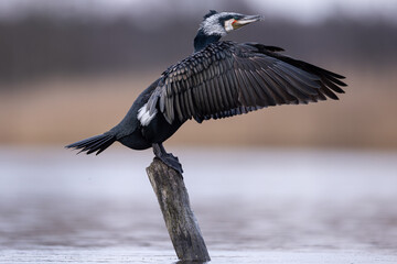 cormorant water bird black