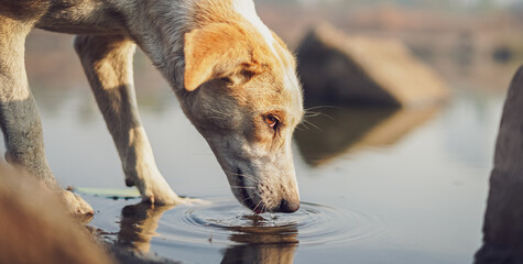 A stray dog drinks water from the water body view at an Indian stray dog, standing on a pond side drinking water from big puddle in beautiful sunny day..