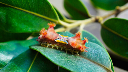 LIMACODIDAE  . Slug Moths Caterpillars . Cup Moths Caterpillars. Sydney nsw Australia.