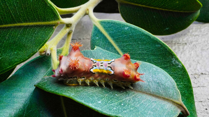 LIMACODIDAE  . Slug Moths Caterpillars . Cup Moths Caterpillars. Sydney nsw Australia."Spitfires"  "Battleships"  "Warships" Caterpillars