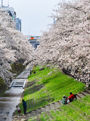 住宅街の桜風景
