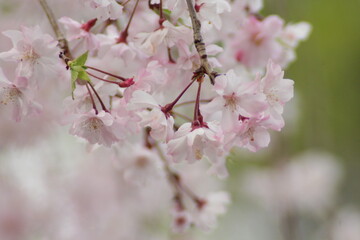 Cherry Blossom, 桜