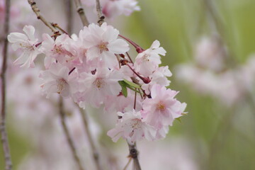 桜の花、Cherry Blossom