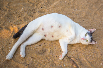pregnant cat lay or slept on the sand ground.