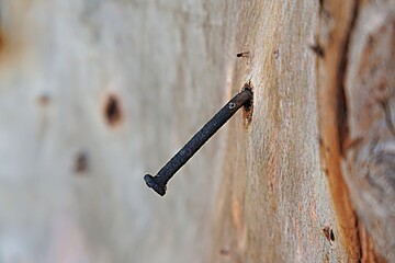 Rusty bent nail in a tree trunk