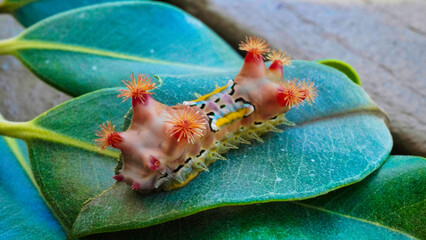 LIMACODIDAE  . Slug Moths Caterpillars . Cup Moths Caterpillars. Sydney nsw Australia."Spitfires"  "Battleships"  "Warships" Caterpillars