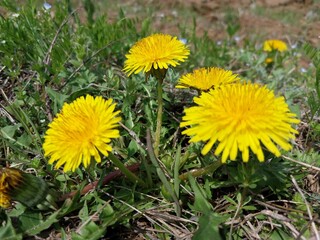 dandelions in the grass