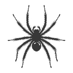 Silhouette spider animal black color only