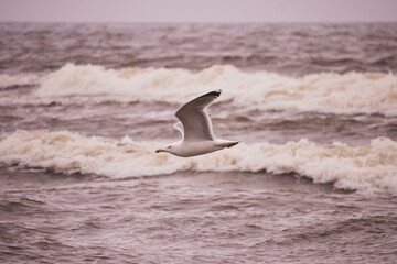 seagull in flight