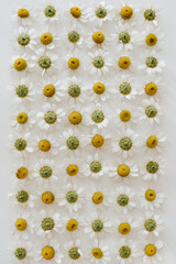 Chamomile daisy flower buds on white background. Flat lay, top view flower background - 778767040