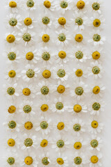Chamomile daisy flower buds pattern on white background. Minimal summer flower composition - 778767467