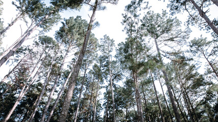 Fototapeta premium low angle shot pine trees forest.