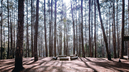 camping bonfire in pine trees forest. concept of Travel and relaxing in holiday.