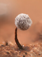 Didymium nigripes, a slime mold from Finland, microscope image of sporocarp