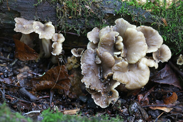 Pseudocraterellus undulatus, known as  Sinuous Chanterelle, wild mushroom from Finland