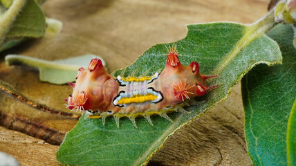 LIMACODIDAE  . Slug Moths Caterpillars . Cup Moths Caterpillars. Sydney nsw Australia.