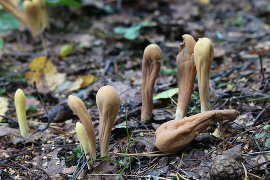 Giant Club fungus,, Clavariadelphus pistillaris, wild fungus from Finland