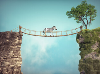 The zebra walks on a bridge between two rocks. Risk taking and destination concept - 778771224