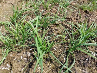 chives