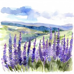 Watercolor lavender fields under the summer sun, tranquil clipart on white background