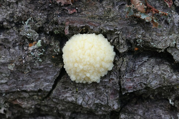 Reticularia intermedia, also called Enteridium intermedium, a slime mold from Finland, no common...
