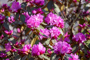 pink flowers in the garden