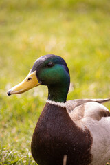 Duck in a grass field