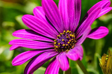 Close up of a violet flower with magenta petals and a yellow center