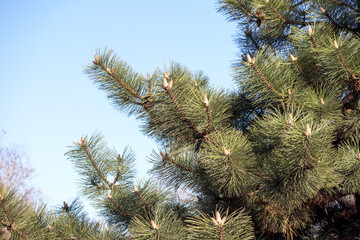 pine tree branch with small buds