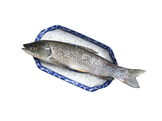 fish on white background