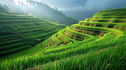 Washable wall murals Rice fields terraced rice fields in a village.AI generated image