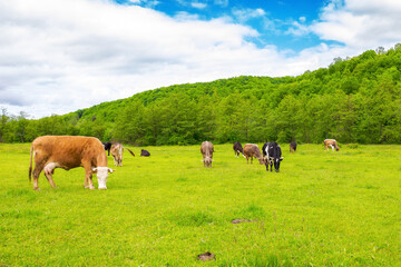 cow grazing on the meadow. cattle near the forest. grassy carpathian countryside in spring. clouds on the sky - 778773699
