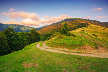 country road through forested hill at sunset. mountaonous carpathian countryside of ukraine in evening light - 778774007