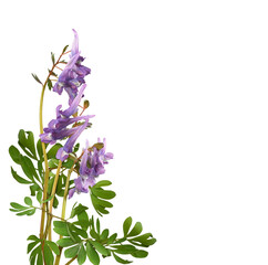 Purple flowers and green leaves of Corydalis solida in a floral corner arrangement isolated on white or transparent background