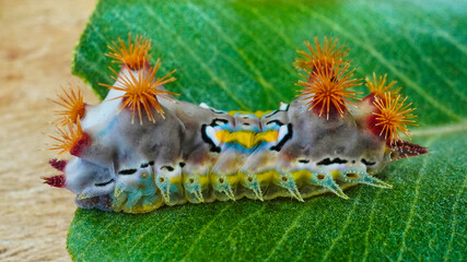 LIMACODIDAE  . Slug Moths Caterpillars . Cup Moths Caterpillars. Sydney nsw Australia."Spitfires"  "Battleships"  "Warships" Caterpillars