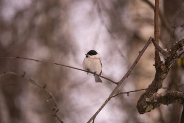 Bird on a branch