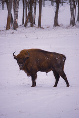 american bison in winter