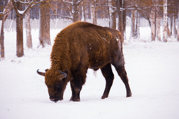 bison in winter