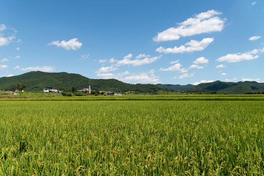 View of the rice field in the rural area