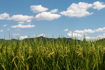 View of the rice plants against the blue sky