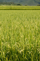 View of the rice field in the rural area