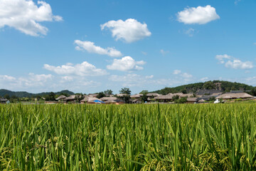View of the rice field in the rural area