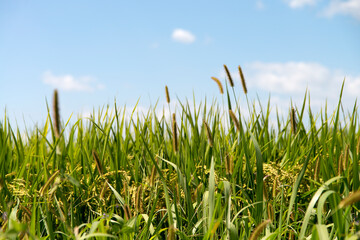 View of the foxtails in the rice field