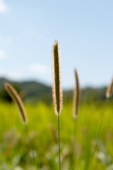 Close-up of the foxtail in the rice field