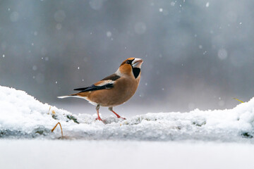 Hawfinch (Coccothraustes coccothraustes) in winter Bialowieza park, Poland. Selective focus