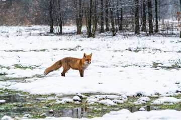 Red fox (Vulpes vulpes) in winter Bialowieza forest, Poland. Selective focus